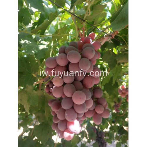 יבול חדש של ענבים שינג&#39;יאנג בשנת 2019 במחיר טוב